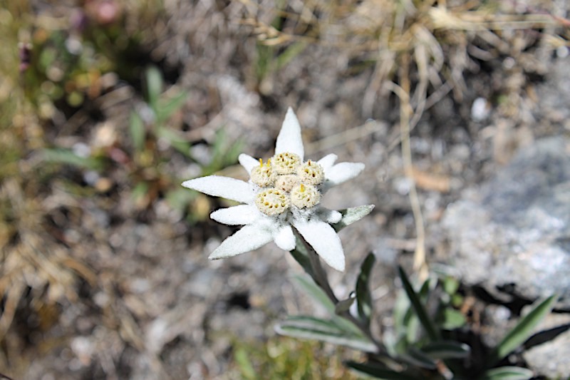 edelweiss